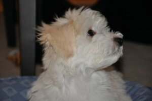 gizmo Pat's new white Maltese puppy Gizmo